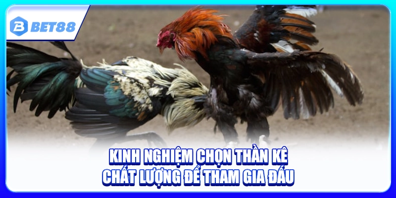 Phân Biệt Gà Chuối Cực Dễ