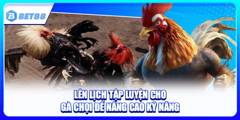 Lịch Tập Luyện Cho Gà Chọi