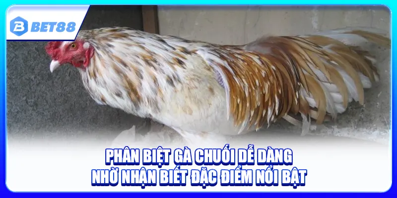 Phân Biệt Gà Chuối Cực Dễ
