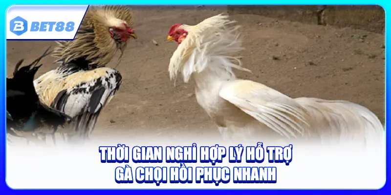 Lịch Tập Luyện Cho Gà Chọi